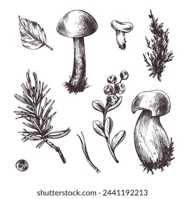 A set of forest mushrooms, boletus, chanterelles and blueberries, lingonberries, twigs, cones, leaves. Graphic botanical illustration hand drawn in brown ink. For autumn festival. set of elements.