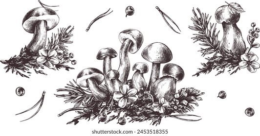 A set of forest mushrooms, boletus, chanterelles and blueberries, lingonberries, twigs, cones, leaves. Graphic illustration hand drawn in black ink. EPS vector.