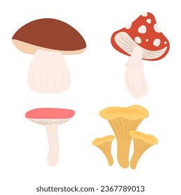 Set of forest mushrooms. Chanterelle mushrooms, fly agaric, white, siroezhka. Cartoon autumn plants and vegetarian food, colorful vector set