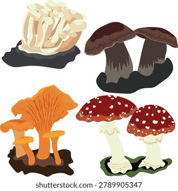 Set of forest mushrooms: chanterelles, fly agarics, honey agarics, boletus