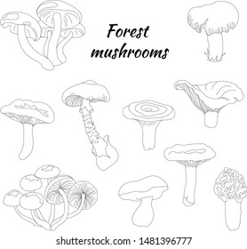 Set of forest mushrooms. Contour black and white sketch. Pale grebe, morel, chanterelle, honey agarics and porcini mushroom. Vector illustration
