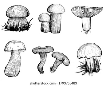 Set of forest mushrooms. Edible mushrooms - boletus edulis, boletus, Russula, chanterelles, boletus. Hand drawn vector illustration