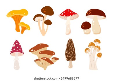 Set of forest mushrooms. Edible and poisonous mushrooms. Vector illustration.