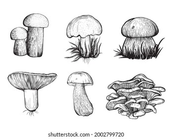 Set of forest mushrooms. Edible mushrooms , Russula, chanterelles, boletus. Hand drawn vector illustration