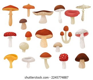 Set of forest mushrooms. Fresh edible and poisonous mushrooms cartoon vector