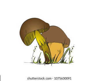 Set of Forest mushrooms - hand drawn vector colorful sketch. Collection of different mushrooms with roots, real edible and poisonous boletus