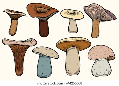 Set of Forest mushrooms - hand drawn vector colorful sketch. Collection of different mushrooms with roots, real edible and poisonous boletus