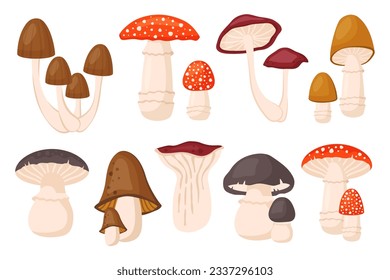 Set of forest mushrooms isolated. Collection of Autumn raw edible and toxic fungus. Porcini, chanterelle, fly agaric, toadstool. Fall seasonal harvest. Vector cartoon illustration