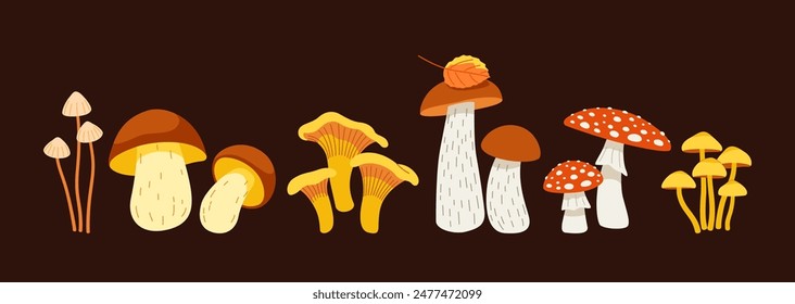 Set of forest mushrooms isolated on dark background. Edible and poisonous mushroom fly mushroom. Flat vector illustration