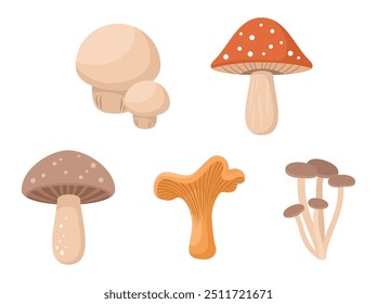 Set of forest mushrooms isolated on a white background. Flat vector illustration