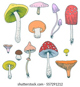 Set of Forest mushrooms - vector hand drawn colorful sketch. Collection of different mushrooms with roots, real edible and poisonous boletus