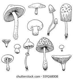 Set of Forest mushrooms - vector hand drawn sketch. Collection of different mushrooms with roots, real edible and poisoned boletus 