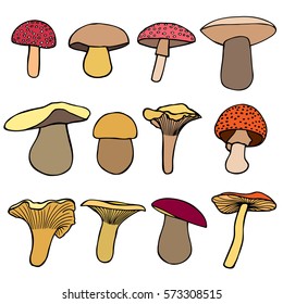 Set of Forest mushrooms - vector hand drawn colorful sketch. Collection of different mushrooms with roots, real edible and poisonous boletus