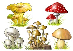 Set Of Forest Mushrooms. Vector Illustration