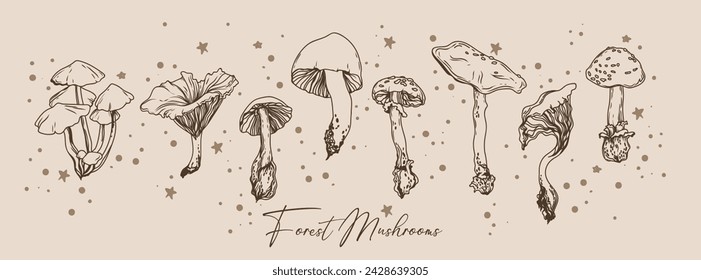 Set of forest mushrooms, vector illustration