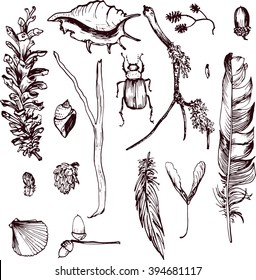 set of  forest objects drawing by ink, seeds and shells, twigs and feathers,  pine cones, hand drawn vector illustration
