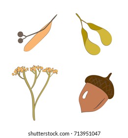 Set of forest seeds. Autumn fall season. Vector illustration in cartoon style. Botanic collection of elements isolated on a white background.