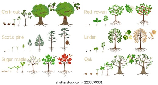 Set of forest tree growth cycles on a white background.