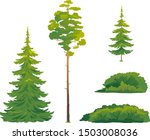 Set of forest trees and bushes, green tall spruce tree, European spruce evergreen coniferous tree, green tall pine tree, white spruce evergreen coniferous tree, green bushes