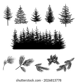 Set of forest trees. Realistic silhouettes of сonifer trees and branches with cones. Spruce, fir, pine, cedar. Vector illustration