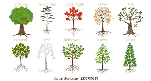 Set of forest trees with roots on a white background.