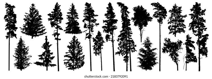 Set of forest trees. Silhouette of pines, spruces, deciduous trees. Vector illustration