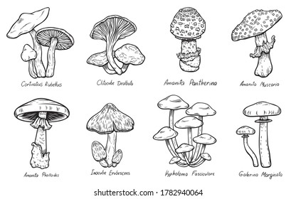 Set of Forest types of poisonous mushrooms collection, edible and non-edible boletus in retro sketch style. All elements isolated.