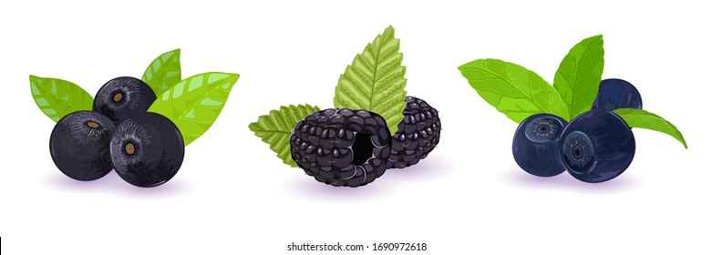 Mit Wald wilde schwarz-dunkelblaue Beeren, Blaubeeren, Palmen, Dewbeeren oder Brombeeren. Natürliches Antioxidans, organisches Produkt. Vektorillustration einzeln auf weißem Hintergrund.
