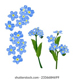 Set of forget me not flower isolated on white background. vector illustration.