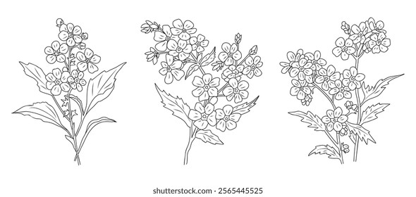 Set of Forget me not flower line art vector illustrations. Myosotis monochrome hand drawn black ink sketch on white background. Modern minimalist design for tattoo, jewelry, logo, packaging.