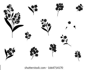 Set forget me not flowers vector black silhouettes graphics botanical illustrations