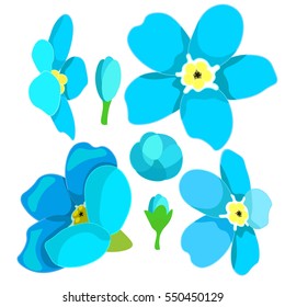 set of forget-me-alpine a wild flower  vector illustration