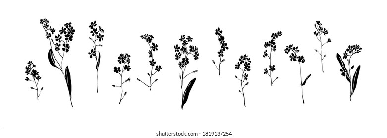 Set of forget-me-not hand drawn flowers. Black isolated sketch botanical vector illustration on white background. Floral brush ink painting collection.