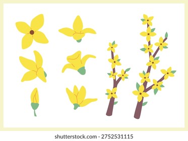Set of forsythia flower illustrations and branches