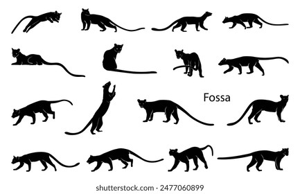 Set of Fossa silhouettes in various poses. Madagascar wildlife fossa. top hunter, lemur hunter Lemur.vector illustration.