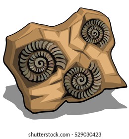 Set of fossilized shell of Ammonite isolated on a white background. Vector illustration.
