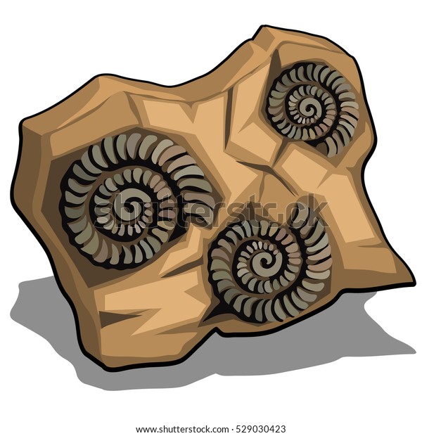 白い背景にアンモナイトの化石殻のセット ベクターイラスト のベクター画像素材 ロイヤリティフリー