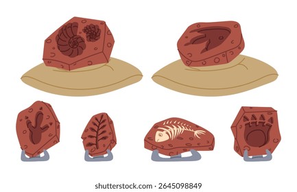set of fossils, bones, dinosaur tracks, shells on a pillow and on stands. An archaeological find. A museum exhibit. Flat color illustration. scientific projects, encyclopedias, museum exhibitions