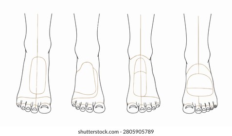 Set four anatomical vector