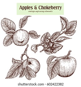 Set of four autumn fruits, three apples with leaves ond branch of chokeberry, vintage engraving, vector illustration.