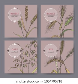 Set of four banenrs with bread wheat, rye, barley and oats color sketch. Cereal plants collection. Great for bakery, agriculture, farming design.