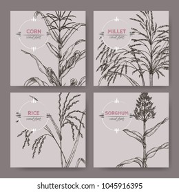 Set Of Four Banners With Asian Rice, Proso Millet, Corn And Sorghum Sketch. Cereal Plants Collection. Great For Bakery, Agriculture, Farming Design.