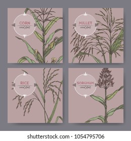 Set of four banners with Asian rice, Proso millet, corn and sorghum color sketch. Cereal plants collection. Great for bakery, agriculture, farming design.