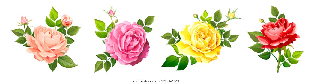 Set of four beautiful flower of  blooming rose different colors with leaves and buds isolated on a white background. Lovely floral vintage design element. Vector illustration in watercolor style