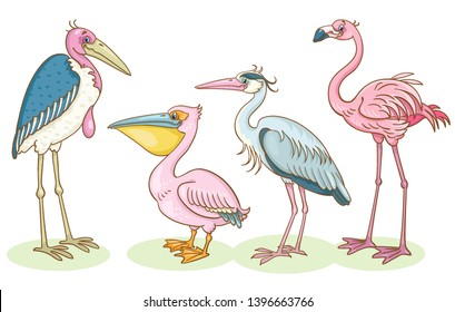 Set of four big birds - marabou, pelican, gray heron and flamingo. In cartoon style. Isolated on white background.