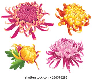  set of four chrysanthemum flower color blossoms isolated on white.