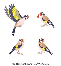 Conjunto de cuatro jilgueros coloridos en diferentes poses. Los pájaros se sientan y vuelan. En estilo de dibujos animados. Aislado sobre fondo blanco. Ilustración plana de Vector.