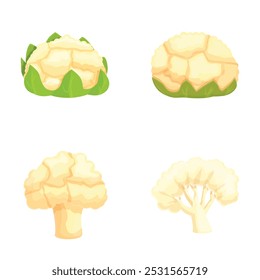 Conjunto de cuatro Ilustraciones vectoriales coloridas de coliflor y brócoli sobre un fondo blanco