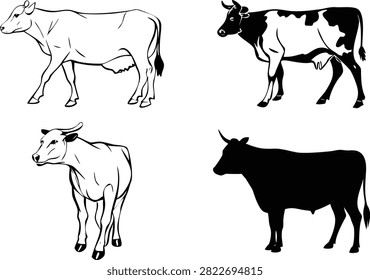 Set of four cow vector illustrations featuring outline, detailed, calf, and solid black silhouette styles. Perfect for agriculture, dairy farm branding, livestock projects, logos, icons, educational materials, and commercial vector design.