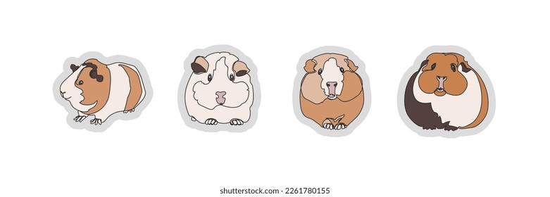 Set of four cute guinea pigs isolated on white background. Vector illustration.